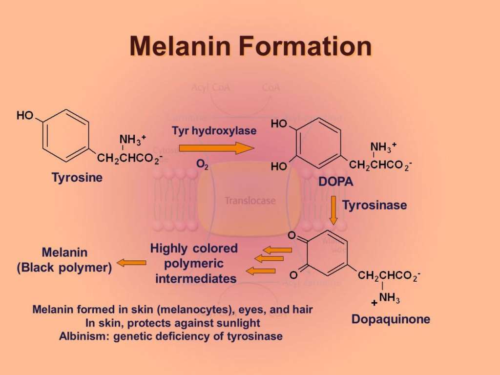Melanin+Formation+Tyrosine+DOPA+Tyrosinase+Highly+colored+Melanin